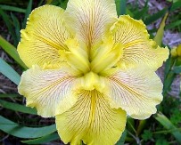 Fortune Finder Louisiana Iris (Yellow, Early-Midseason), Iris x 'Fortune Finder'